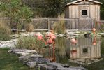 Animals_01.jpg