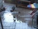 Terrace_Ducks_16.jpg